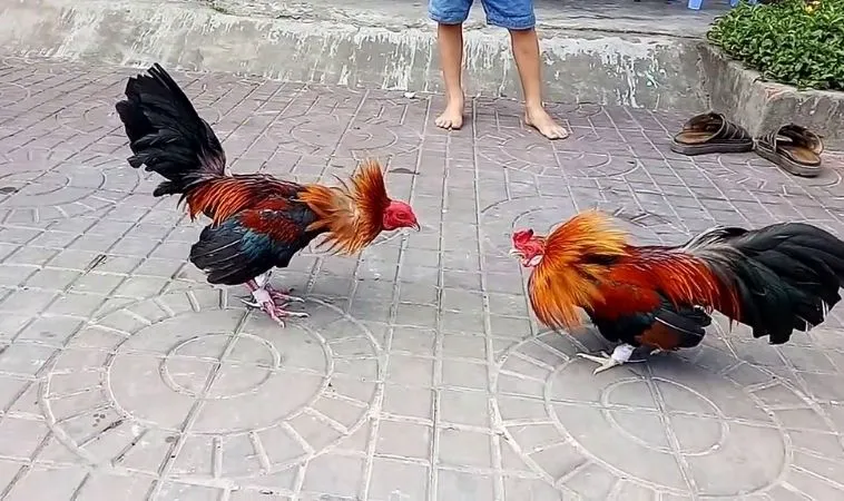 Hướng Dẫn Cách Chơi Đá Gà WS168 Tại Jun88 Hiệu Quả Nhất 2 Trận đấu đá gà hấp dẫn tại sảnh đá gà WS168 tại Jun88